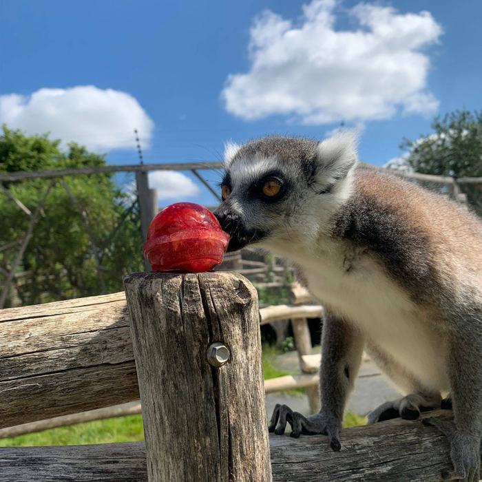 Image 1 from Hobbledown Adventure Farm Park and Zoo (Epsom)'s image gallery'