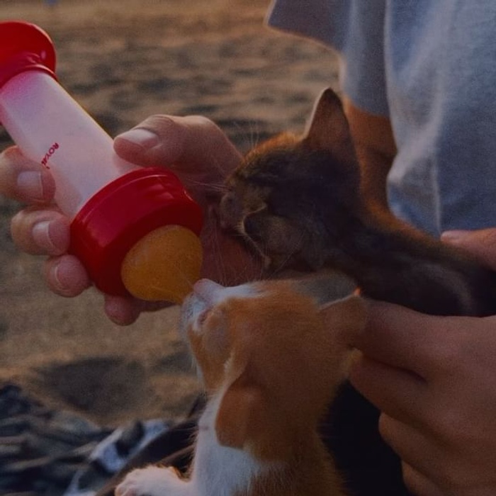 Image 1 from The Odd Cat Bali (Cat Boarding & Cat Adoption Centre)'s image gallery'