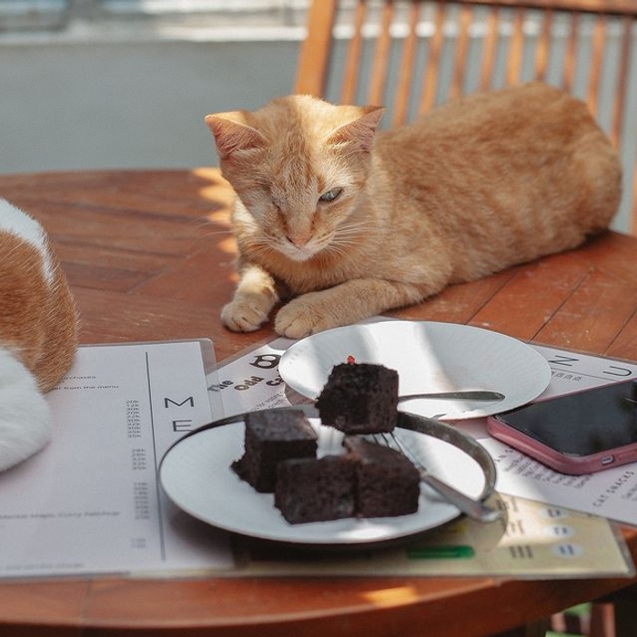 Image 3 from The Odd Cat Bali (Cat Boarding & Cat Adoption Centre)'s image gallery'