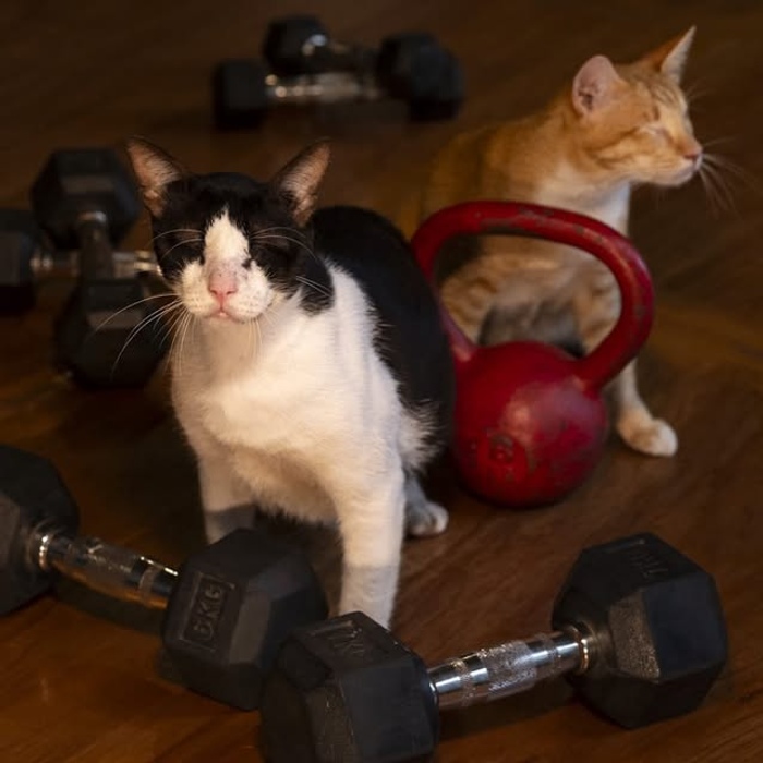 Image 4 from The Odd Cat Bali (Cat Boarding & Cat Adoption Centre)'s image gallery'