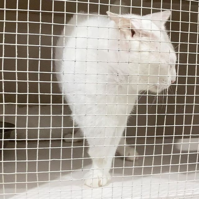 Image 6 from The Odd Cat Bali (Cat Boarding & Cat Adoption Centre)'s image gallery'